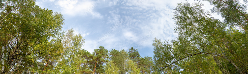 panorama of the forest for the background panorama of the forest for the background