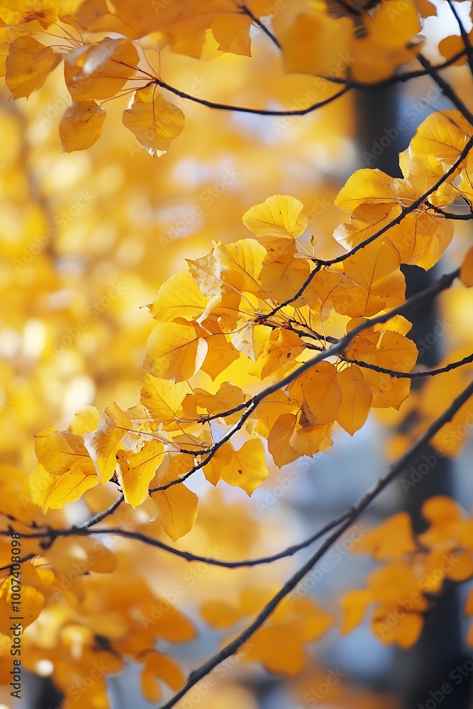 Golden autumn leaves on branches, nature background Golden autumn leaves on branches, nature background