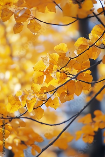 Golden autumn leaves on branches, nature background