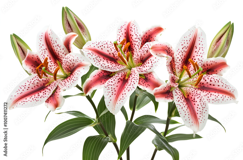 bouquet of lilies bouquet of lilies