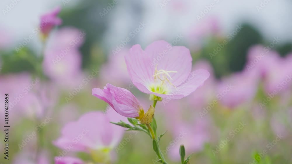 Summer Landscape Beautiful Pink Cosmos Flowers Live Shot Summer Landscape Beautiful Pink Cosmos Flowers Live Shot