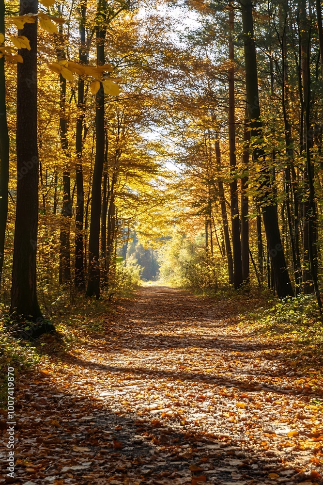 Fototapeta premium Sun rays shining through yellow leaves on forest path in autumn