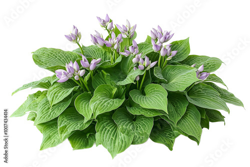 Hosta Plant with Purple Flower Buds - Close Up