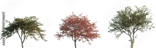 Fotografía Set of Crataegus persimilis (common names plumleaf hawthorn and broad-leaved coc