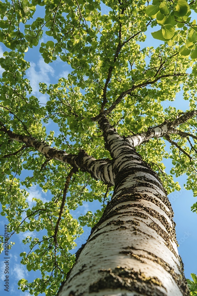 Fototapeta premium Birch Tree Canopy with White Bark and Green Foliage, Low Angle View
