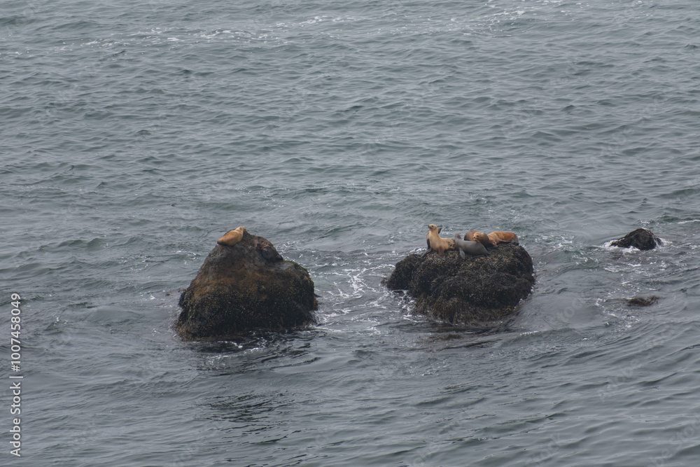 Fototapeta premium Point Dume Seals 