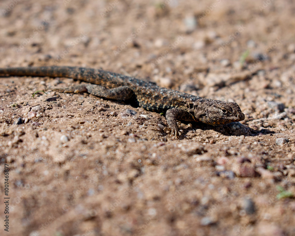 lizard on the sand lizard on the sand