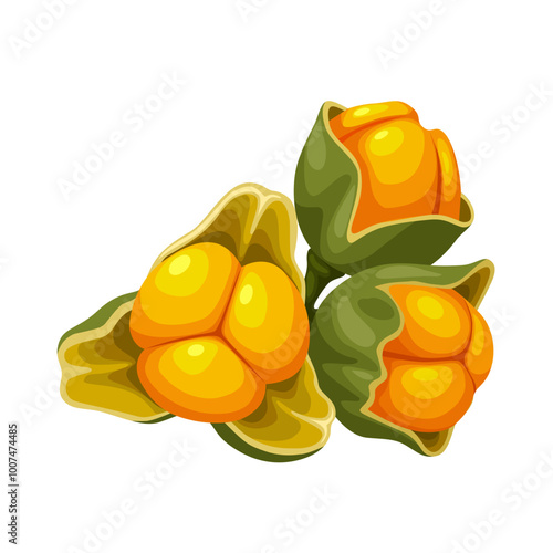 Fotografia Illustration of Celastrus paniculatus, known as black oil plant, climbing stick tree, and intelligence tree, isolated on white background