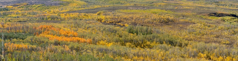A panorama image of spen trees displaying fall color in the steens mountains in south central Oregon., near Frenchglen A panorama image of spen trees displaying fall color in the steens mountains in south central Oregon., near Frenchglen