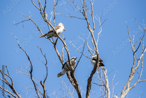 Three Kookaburras Perched on Bare Tree Branches Against Blue Sky