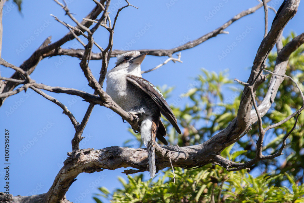 Kookaburra Perched on a Tree Branch Against Clear Blue Sky Kookaburra Perched on a Tree Branch Against Clear Blue Sky