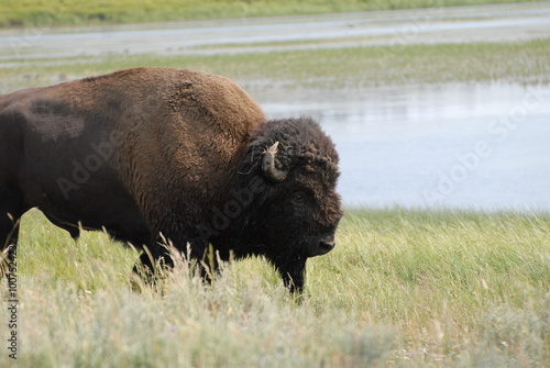 american buffalo in the field