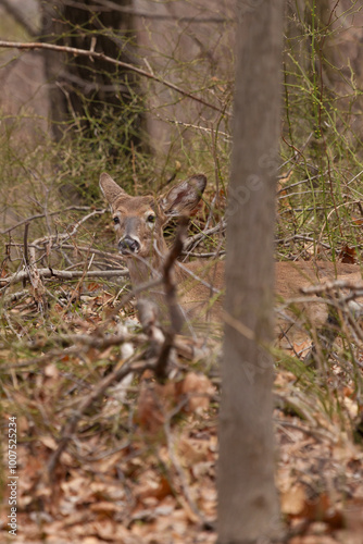 A white-tailed deer lies in the woods on a spring day.y