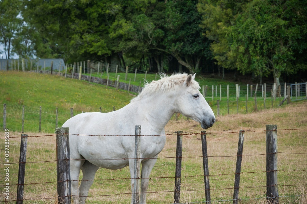 Fototapeta premium Grey horse standing in a paddock field isolated