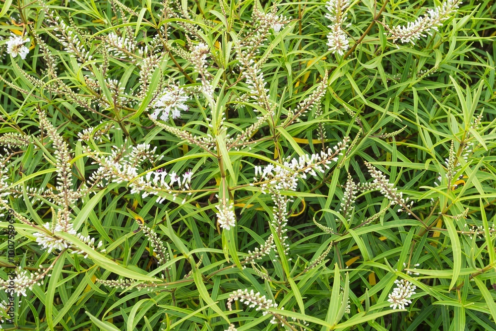 Fototapeta premium hebe shrub with long white flowers forms a thick bee friendly foliage
