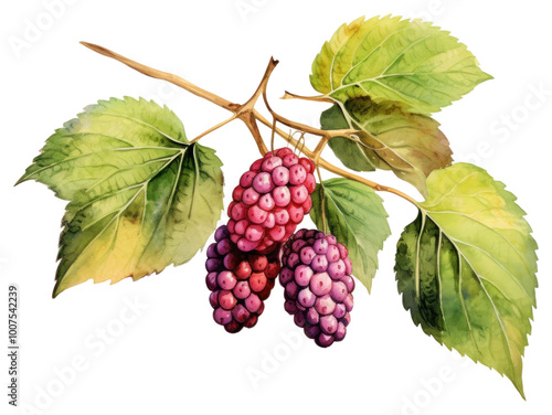 PNG Blackberry grapes fruit plant. photo