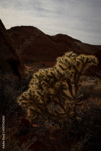 sunset in the desert over cactus