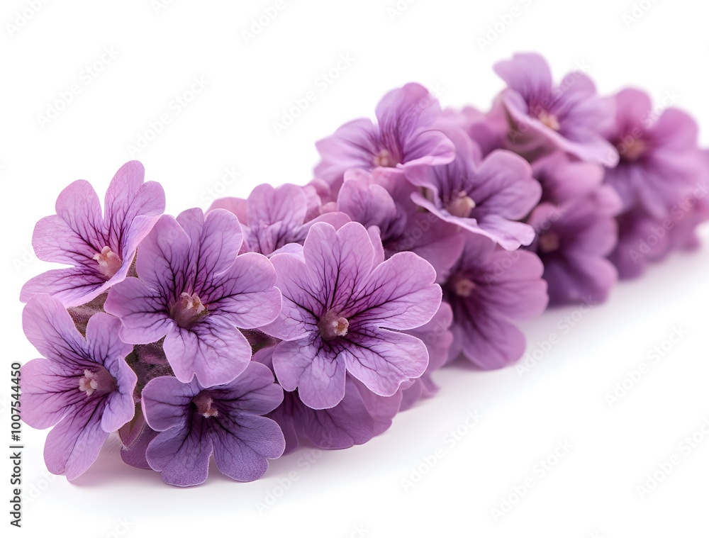 a group of purple flowers
a group of purple flowers