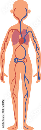 Blood circulation system illustration. Female body anatomy