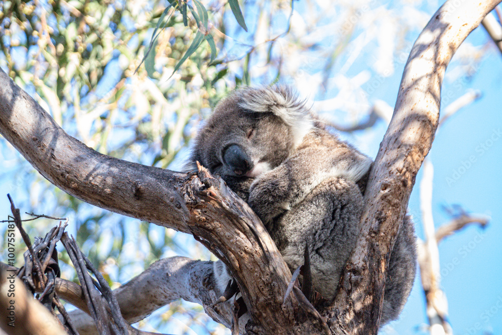 Fototapeta premium Sleeping Koala Resting Peacefully on a Tree Branch