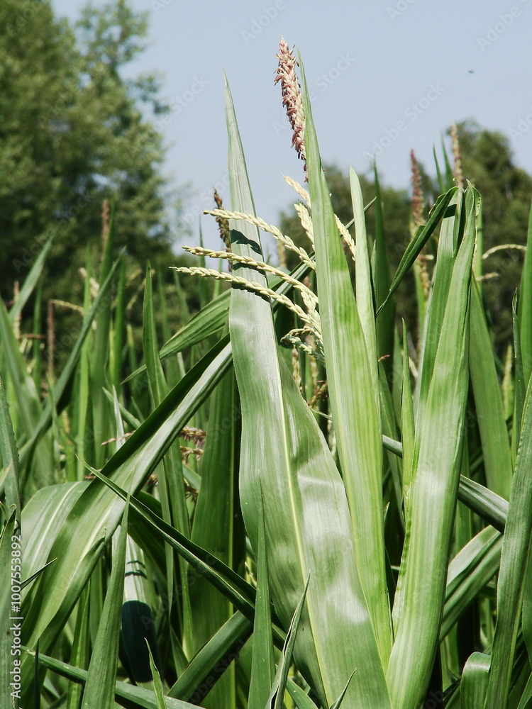 Obraz premium Uprawa kukurydzy