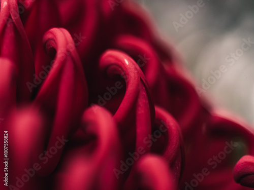 Waratah flower photo