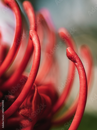 Waratah flower photo