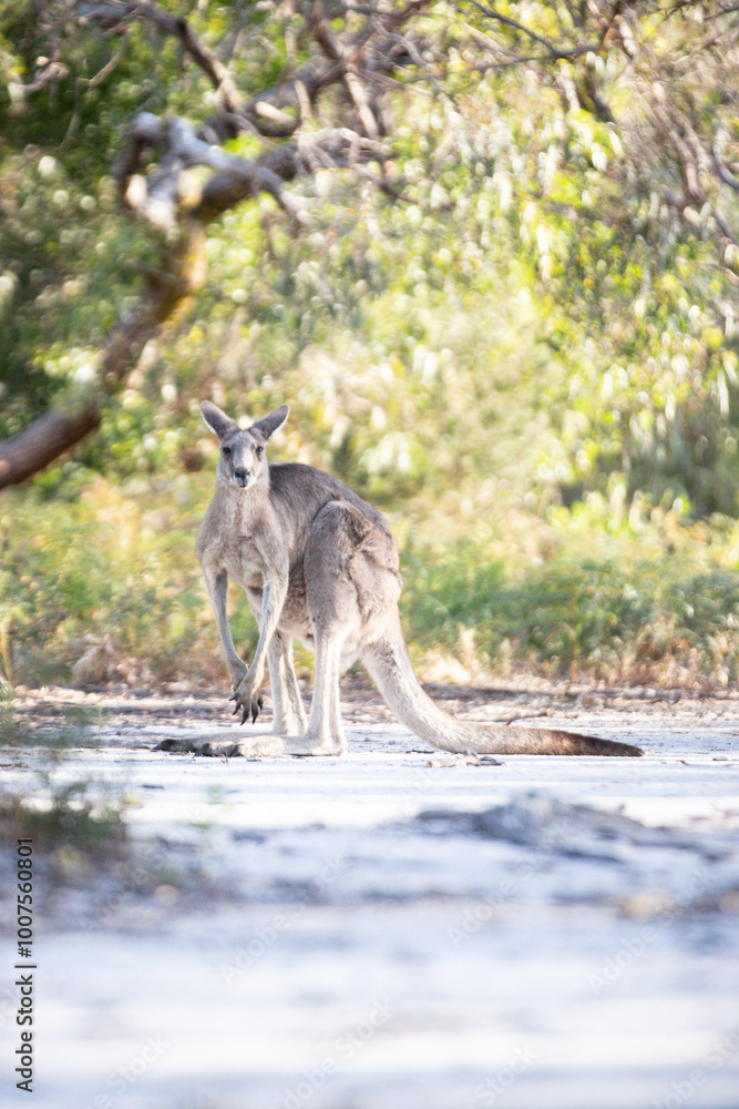 Kangaroo Standing in Natural Habitat with Lush Greenery Kangaroo Standing in Natural Habitat with Lush Greenery
