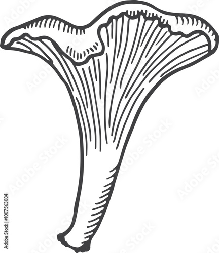 Chanterelle mushroom drawing. Woodland autumn fungus