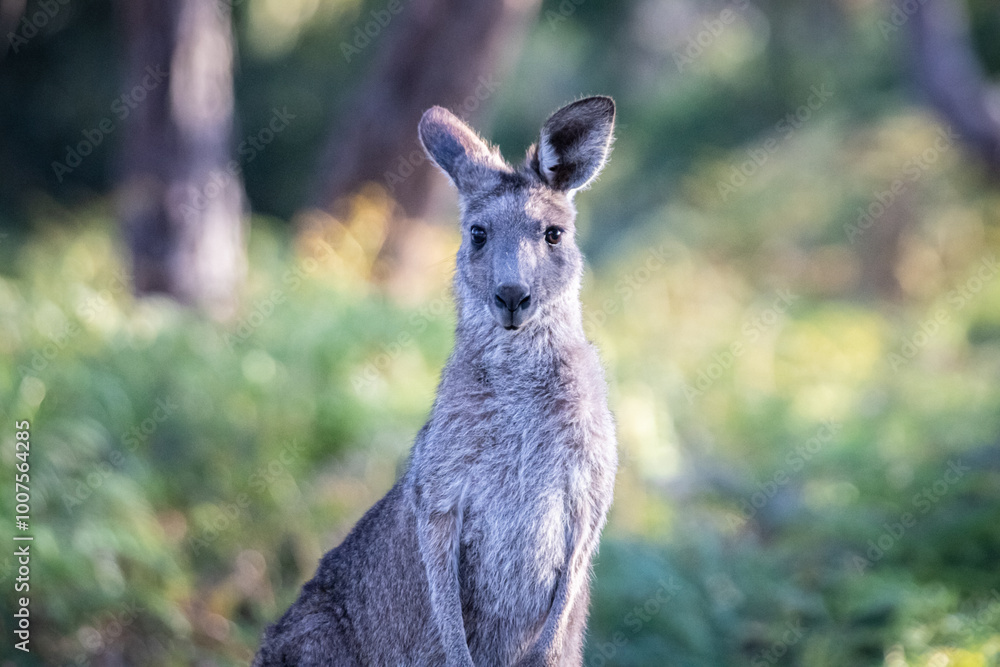 Fototapeta premium Kangaroo Standing in Natural Habitat with Lush Greenery