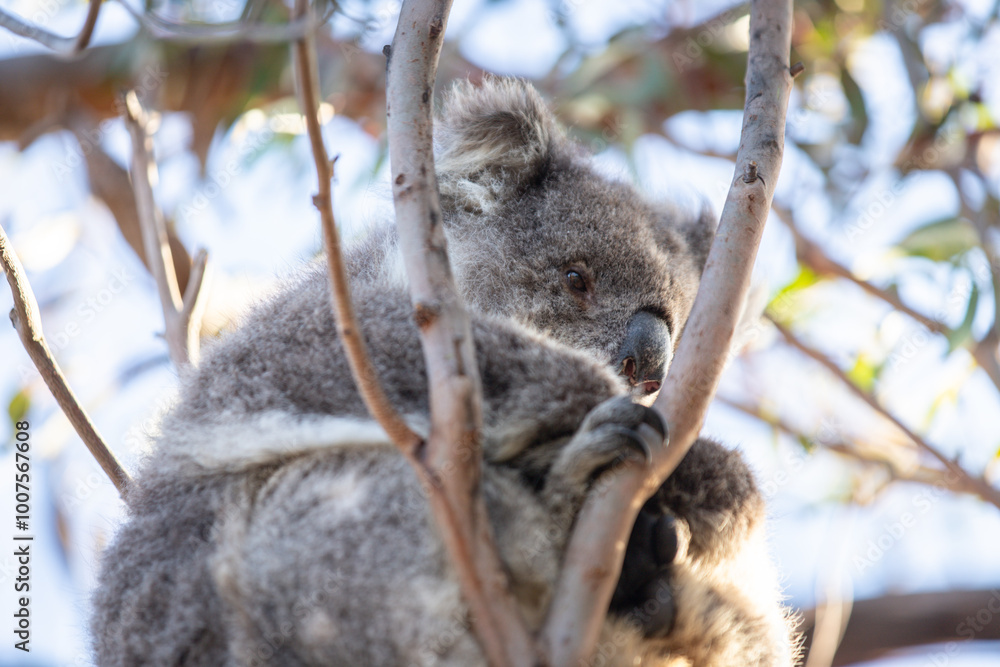 Naklejka premium Koala Sleeping Peacefully in a Tree During Daytime
