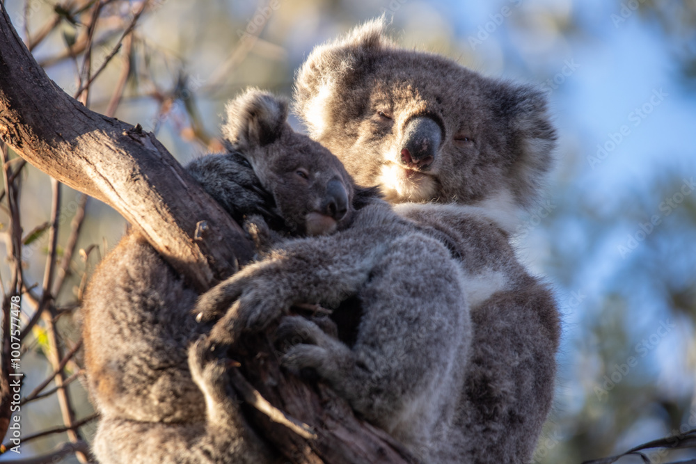 Obraz premium Mother and Baby Koala Hugging on a Tree Branch, Raymond Island, Australia