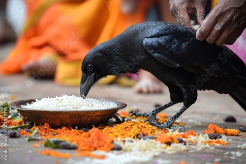 A crow consumes rice offerings during pitru paksha ritual symbolizing ancestral nourishment photo