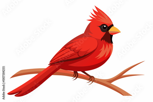 Northern cardinal bird sitting on the branch a white background 