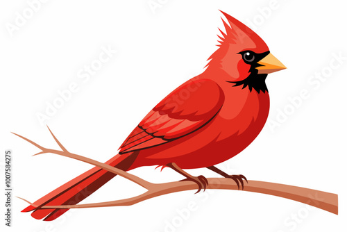 Northern cardinal bird sitting on the branch a white background 