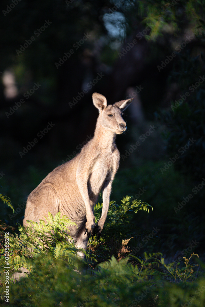 Kangaroo Standing Proudly Among Forest Ferns Kangaroo Standing Proudly Among Forest Ferns