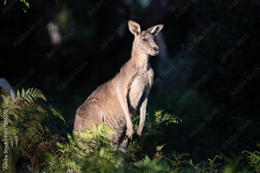 Kangaroo Standing Proudly Among Forest Ferns Kangaroo Standing Proudly Among Forest Ferns