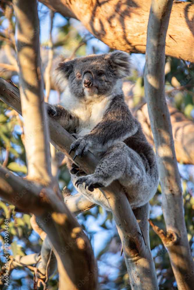 Fototapeta premium Koala Resting Peacefully in a Eucalyptus Tree at Evening Time, Raymond Island, Australia