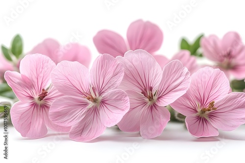 a group of purple flowers

