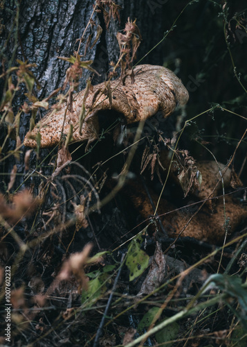 dry leaves