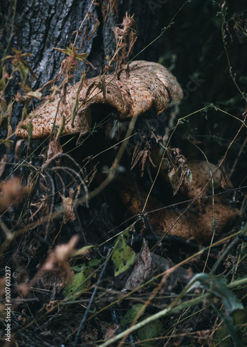 dry leaves