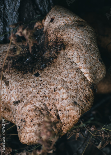 dry leaves