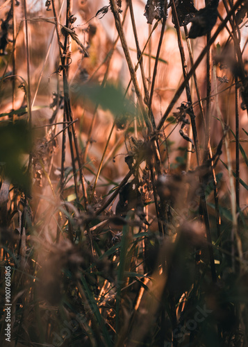 dry leaves