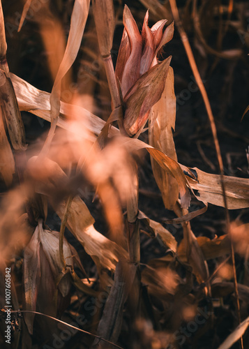 dry leaves