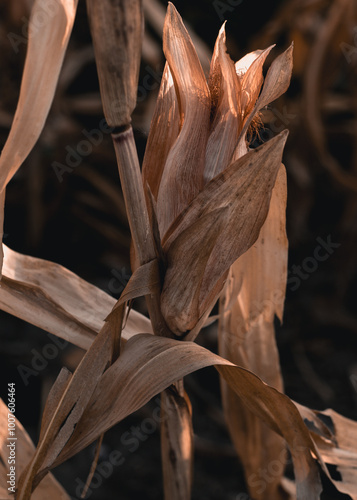 dry leaves