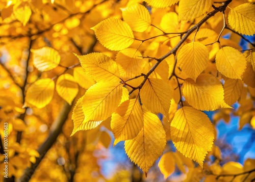 Bright Yellow Foliage of Elm Tree in Autumn Showcasing Lush Leaves During the Fall Season