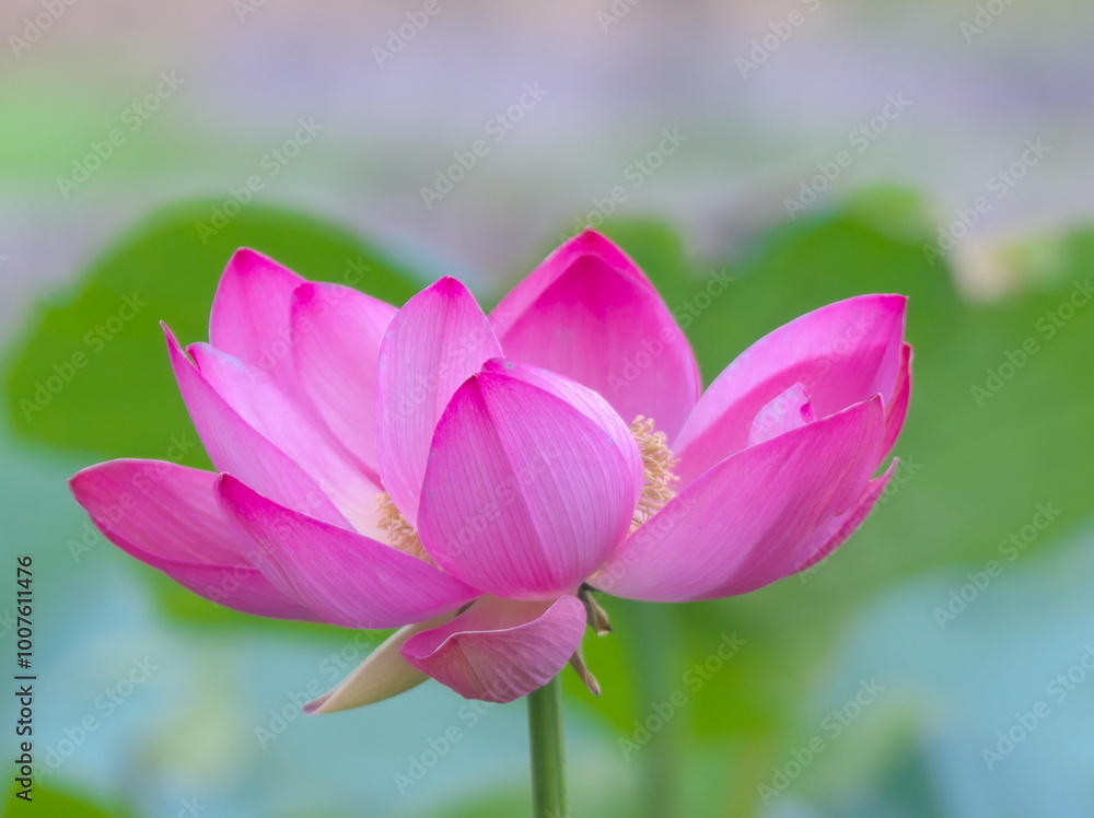 Fototapeta premium 満開の蓮