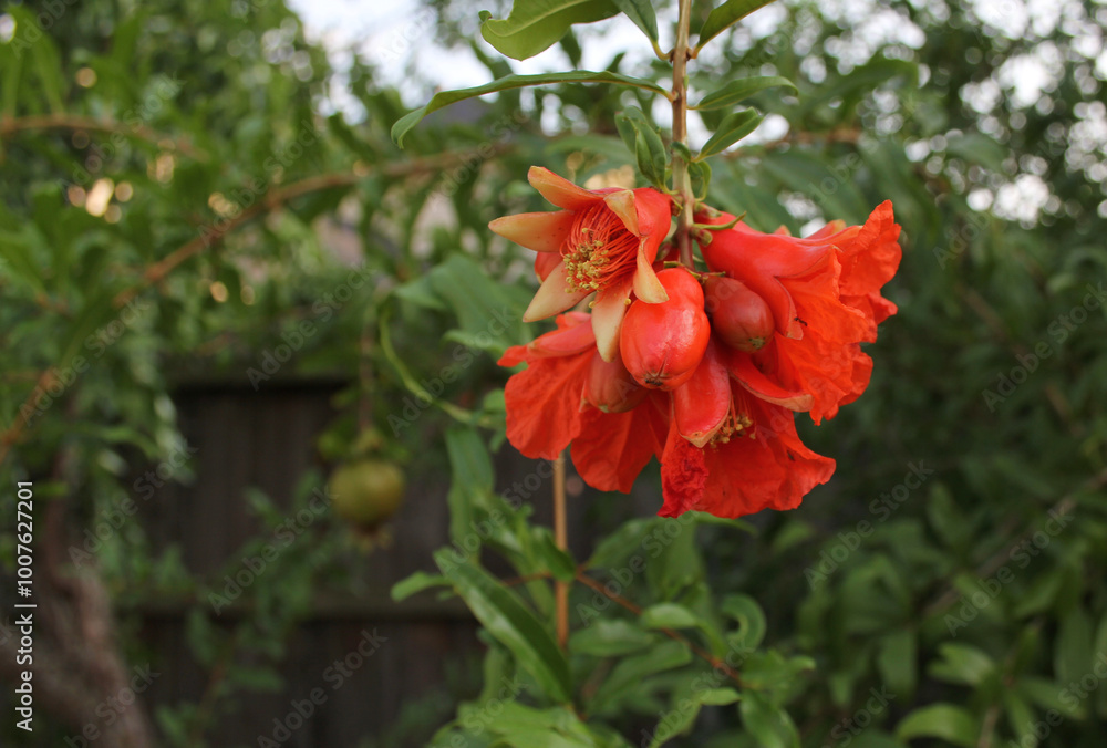 Pomegranate Flower in Organic Garden Close up Pomegranate Flower in Organic Garden Close up