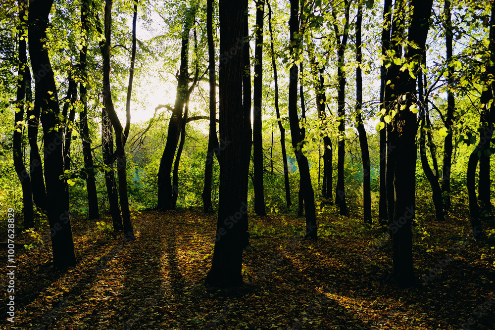 Obraz premium autumn in the forest