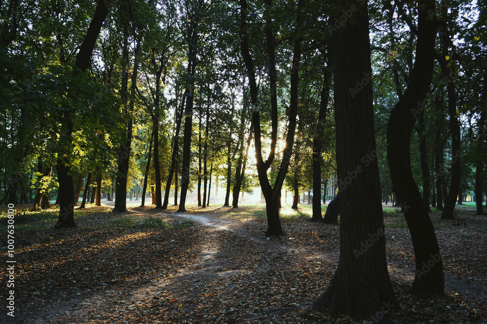 Fototapeta premium autumn in the park